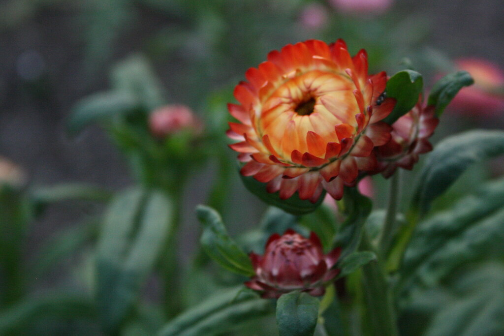 Foto van Echte strobloem
