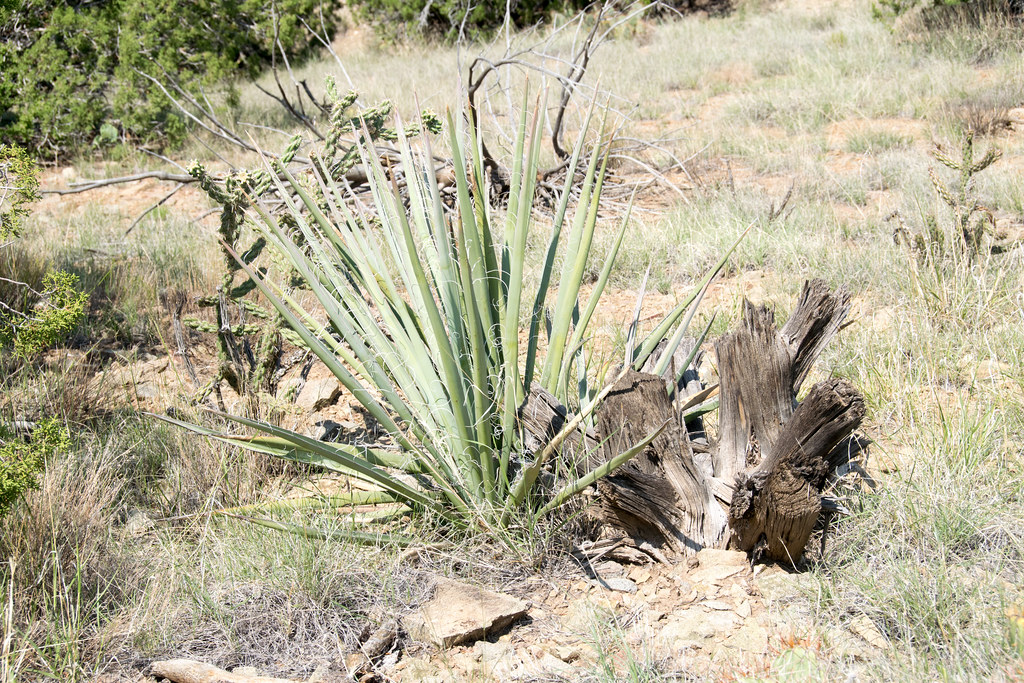 Foto van Bananen yucca