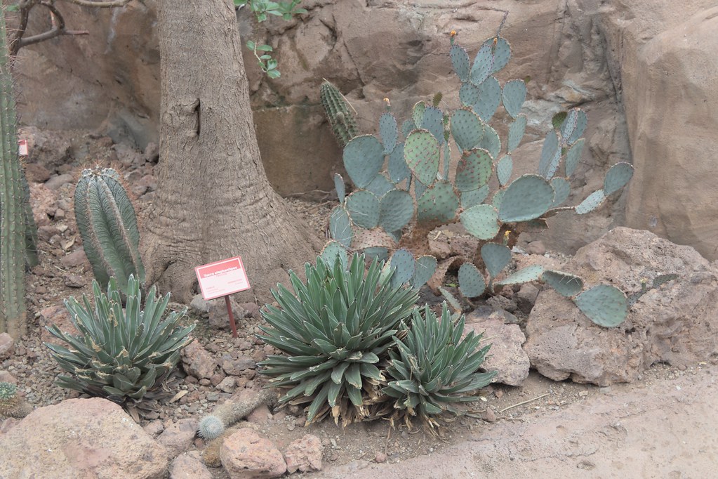 Foto van Olifantspoot yucca