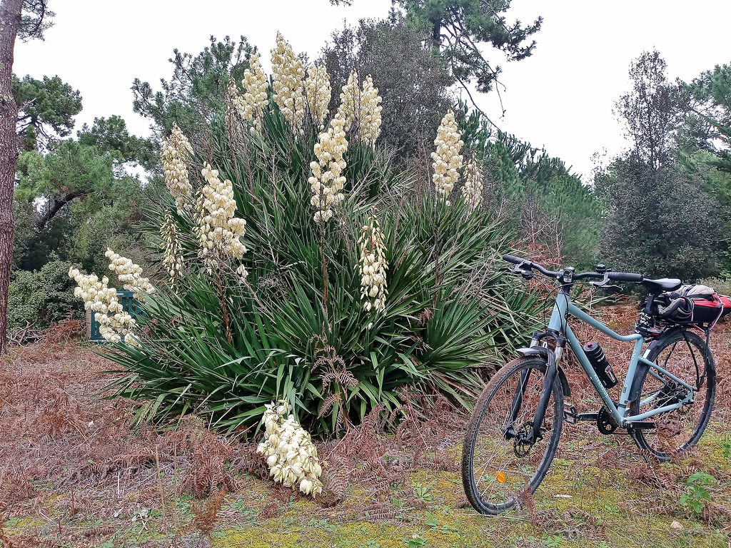 Foto van Grote yucca