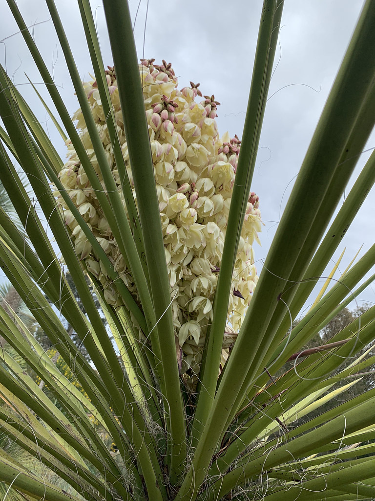 Foto van Torreys yucca