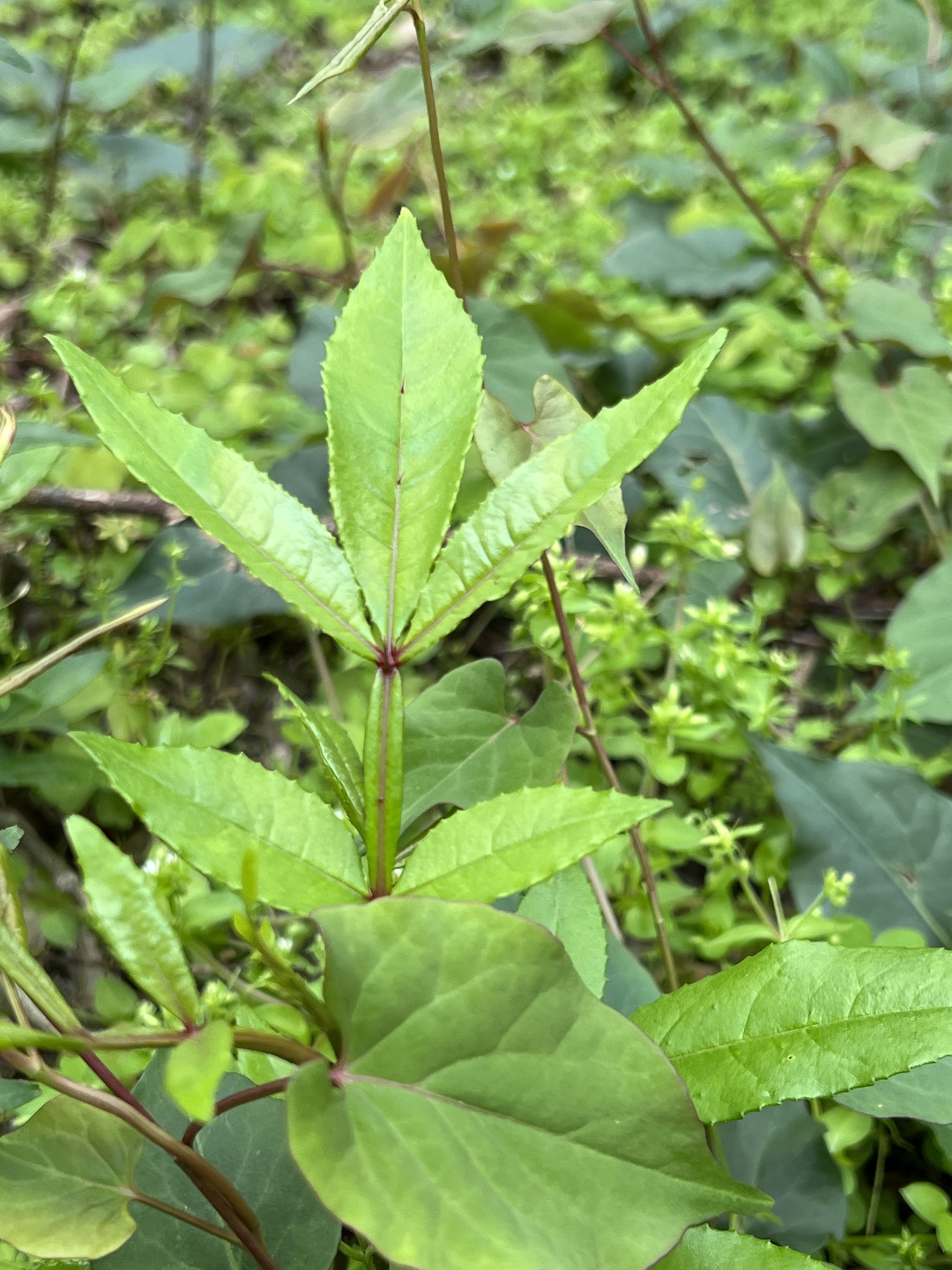Foto van Peperboom