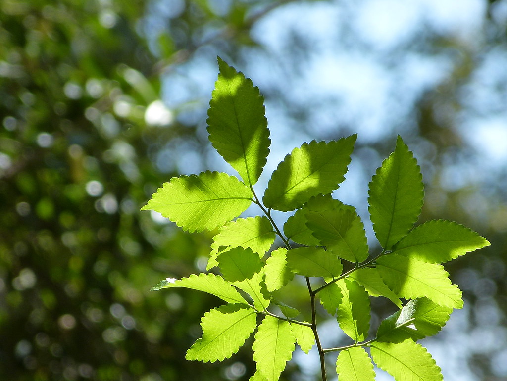 Foto van Kaukasische zelkova