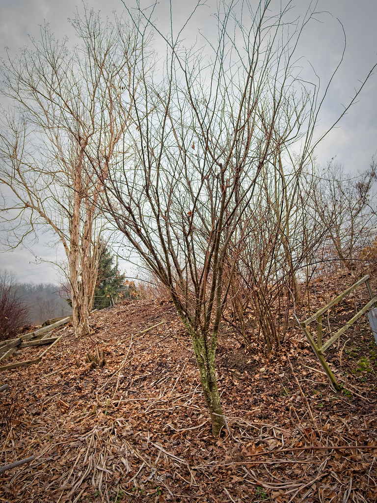 Foto van Japanse zelkova