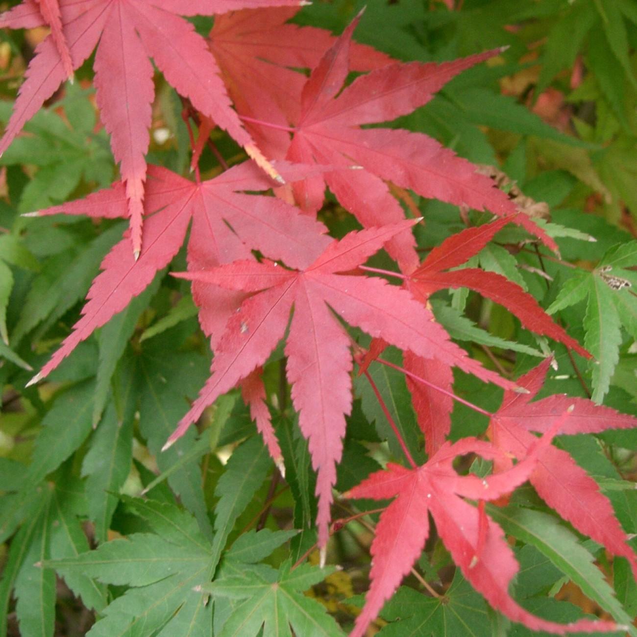 Foto van Hessei Japanse Esdoorn