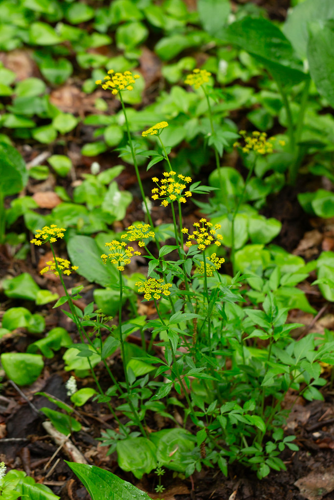Foto van Gouden Alexanderbloem