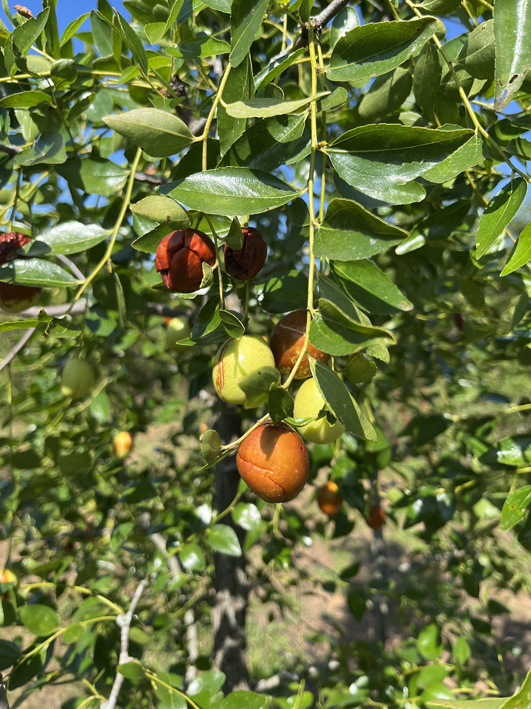 Foto van Chinese jujube