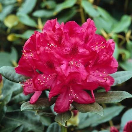 Foto van Rhododendron 'Nova Zembla'