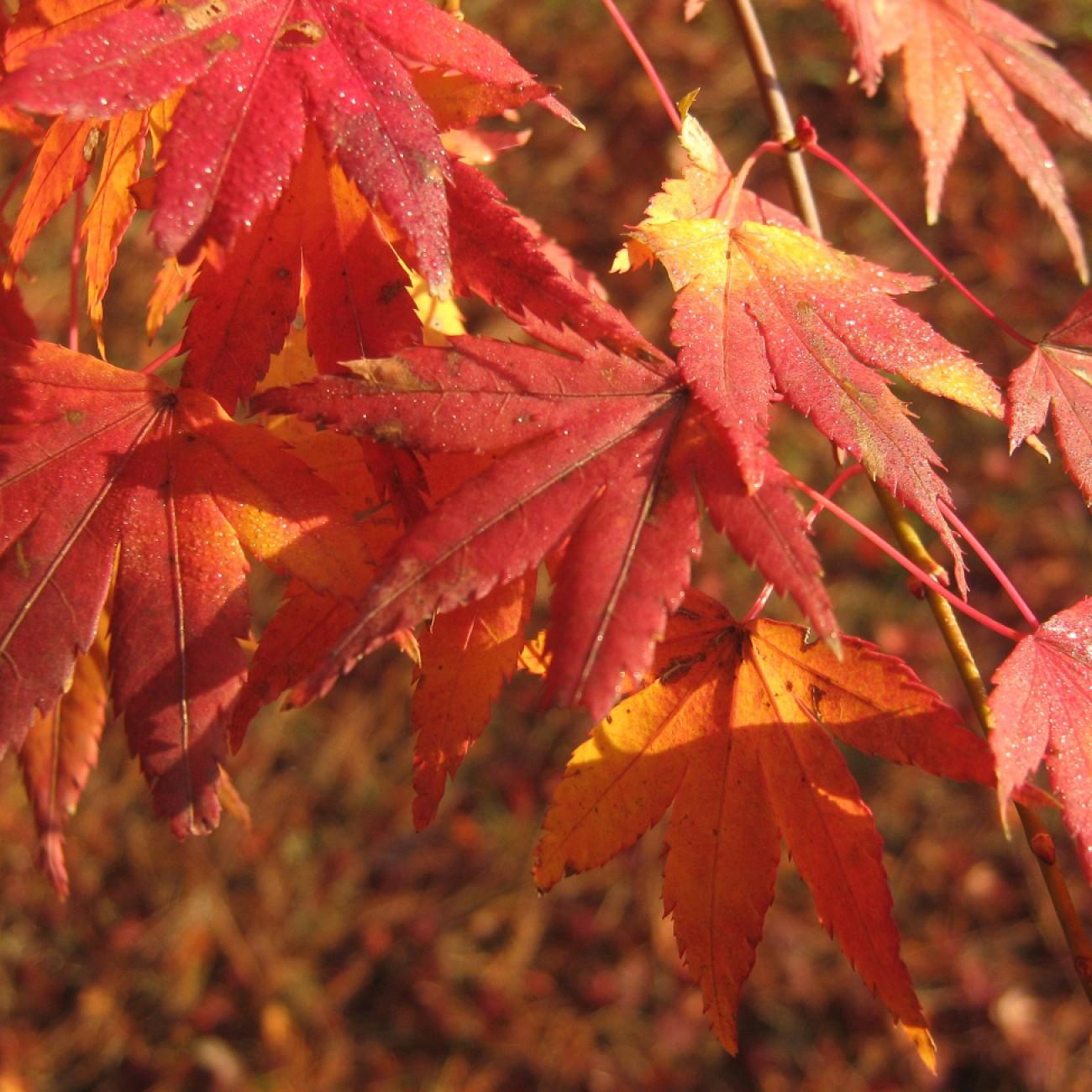 Foto van Japanse Esdoorn ‘Hogyoku’