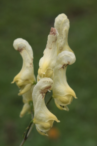 Foto van Gele monnikskap