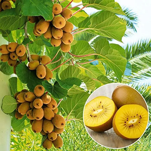 Foto van Kiwi