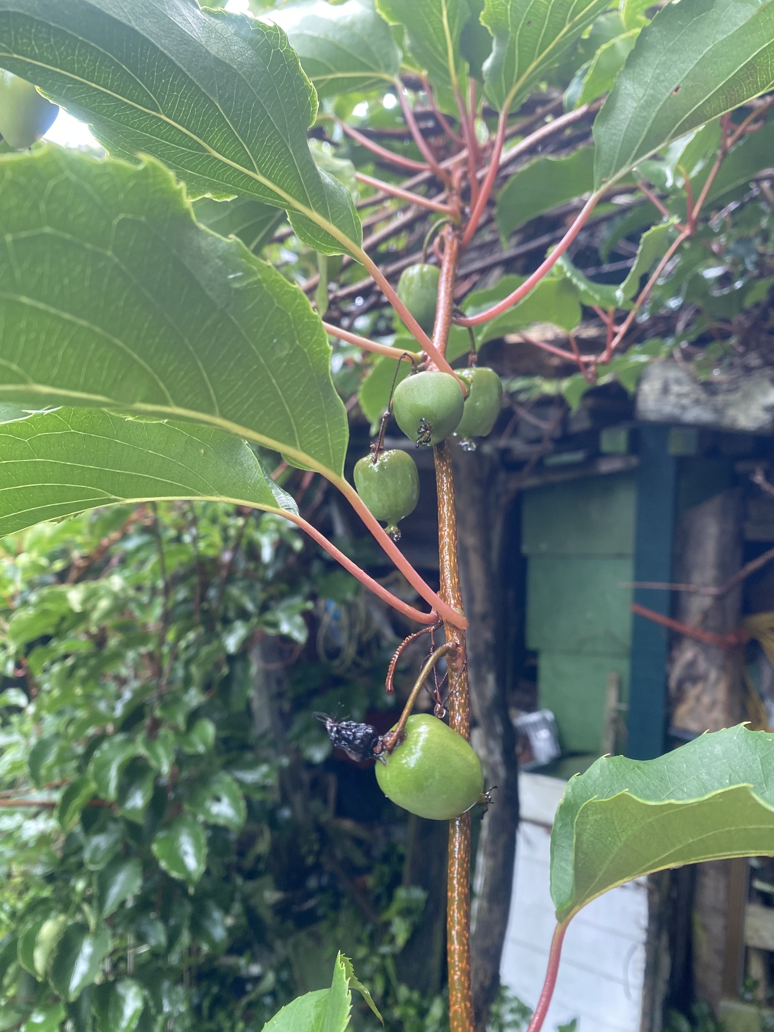 Foto van Rode kiwi