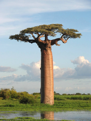 Foto van Reuzenbaobab