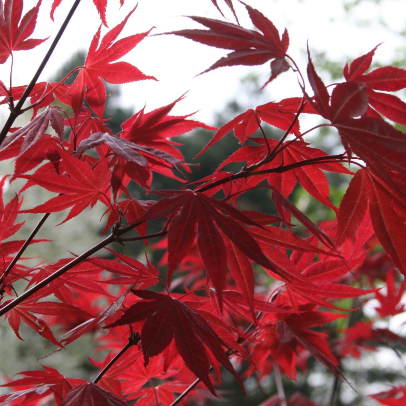 Foto van Japanse Esdoorn ‘Iijima Sunago’
