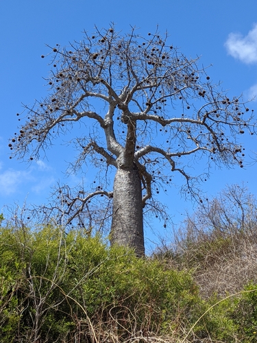 Foto van Madagaskar-baobab