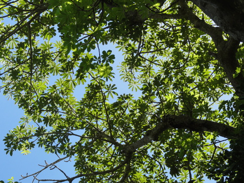 Foto van Baobab van Perrier