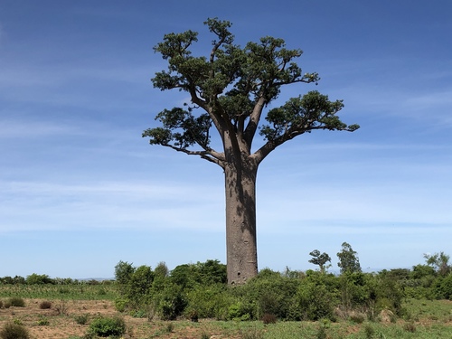 Foto van Za-baobab