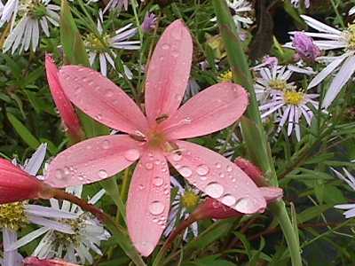 Foto van Moerasgladiool ‘Mrs Hegarty’