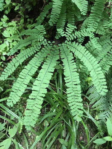 Foto van Noordelijke hoefijzervaren ‘var. aleuticum’