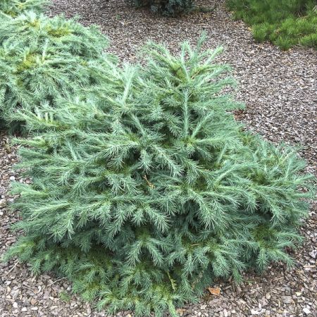 Foto van Japanse lork ‘Blue Dwarf’