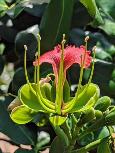 Foto van Geluksboonboom