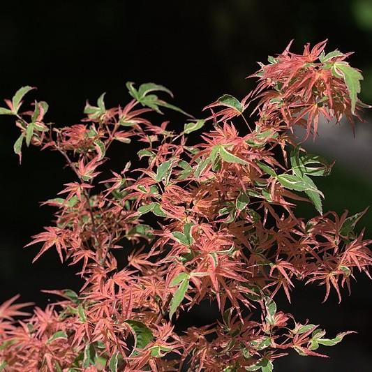 Foto van Japanse Esdoorn ‘Kagiri Nishiki’