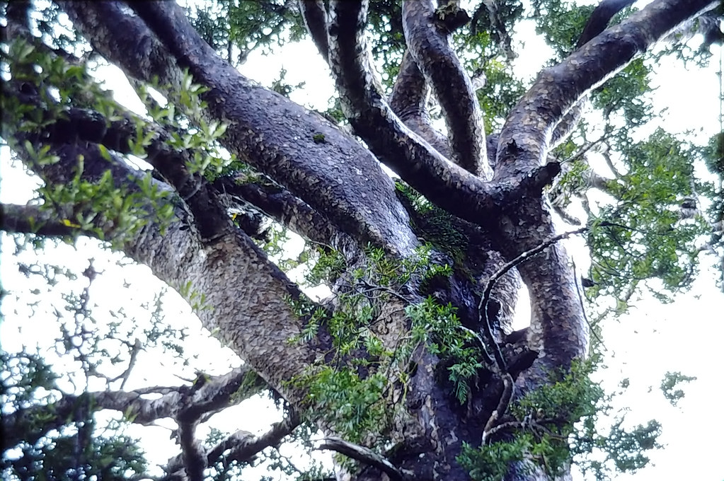Foto van Nieuw-Zeelandse Kauri