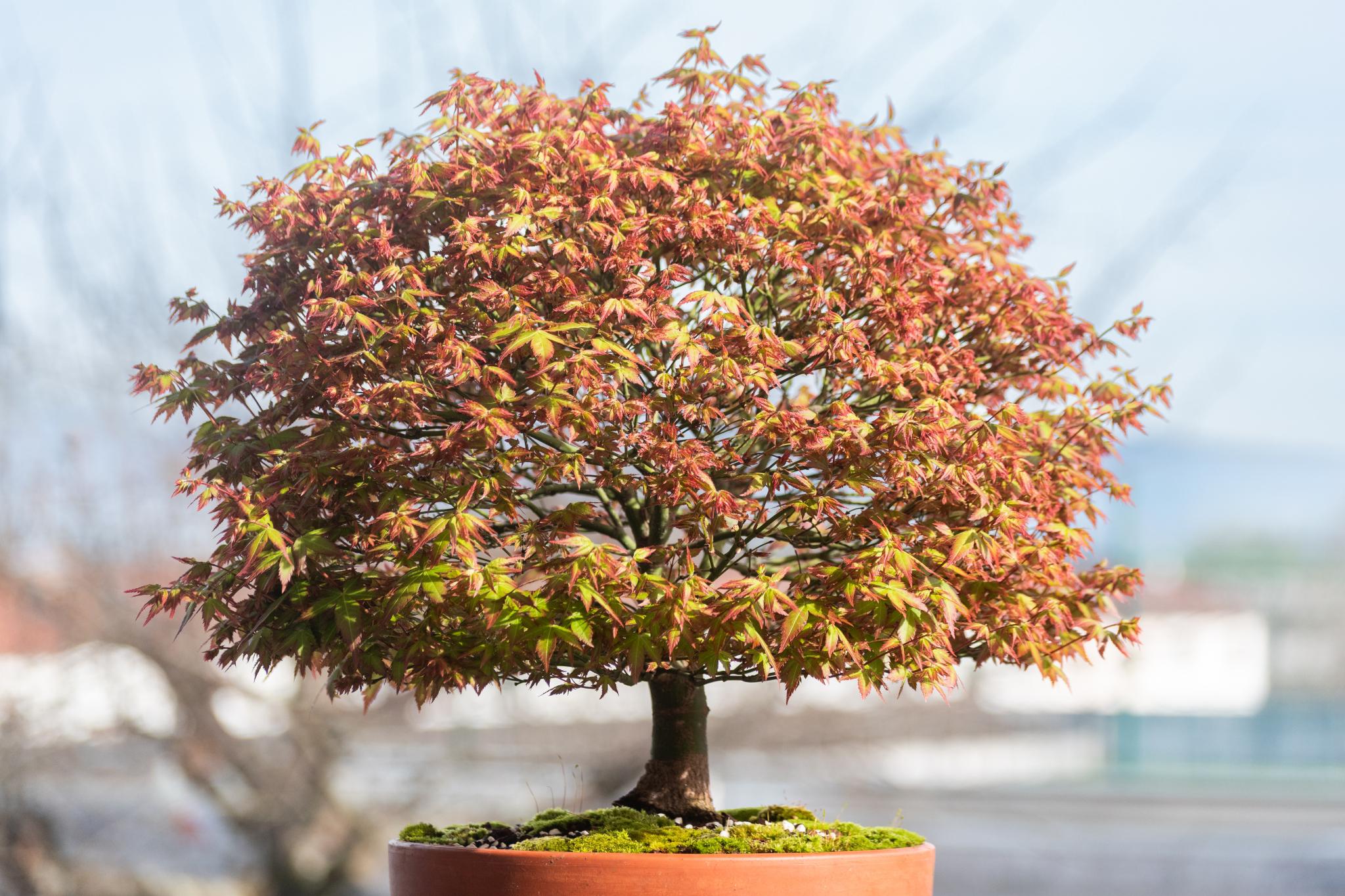 Foto van Japanse esdoorn ‘Kamagata’