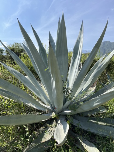 Foto van Honderdjarige aloë
