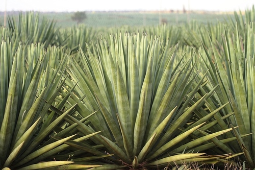 Foto van Sisal