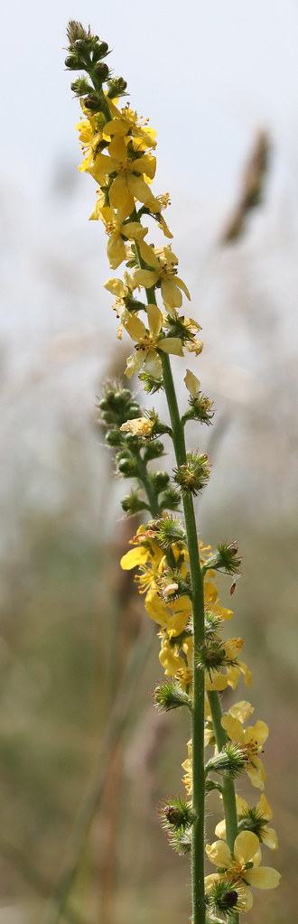 Foto van Gewone agrimonie