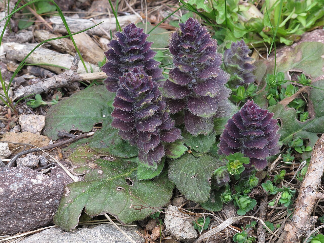 Foto van Piramidezenegroen