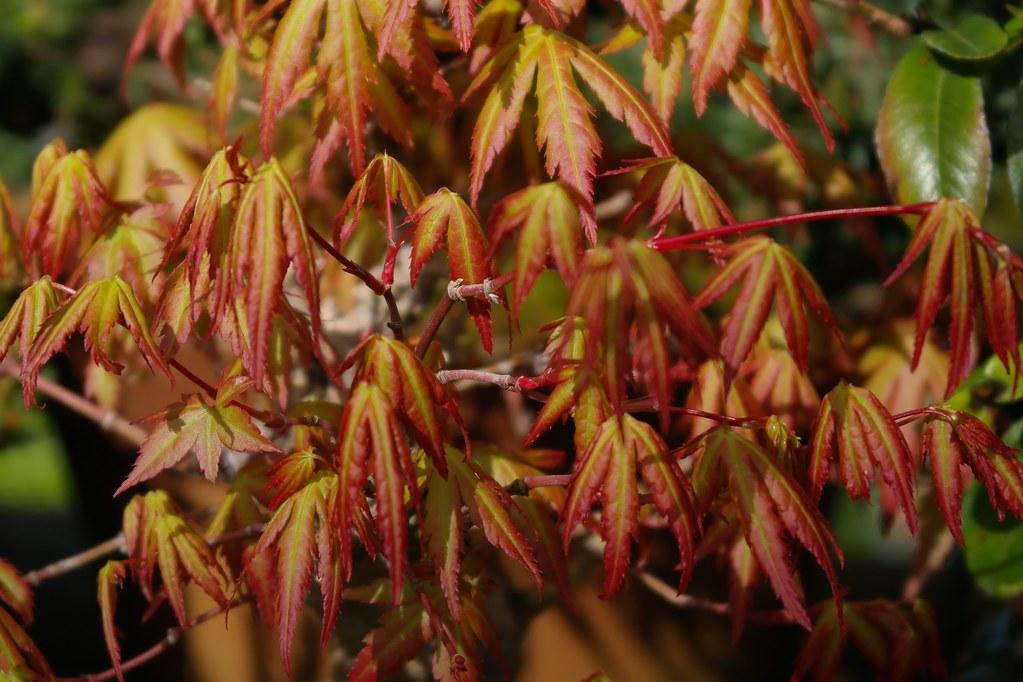 Foto van Japanse esdoorn ‘Katsura’