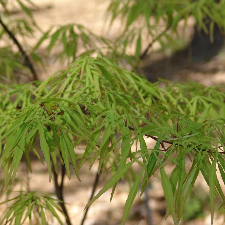 Foto van Japanse Esdoorn ‘Linearilobum’