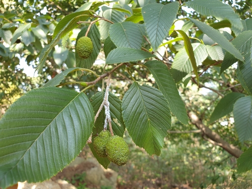 Foto van Japanse groene els