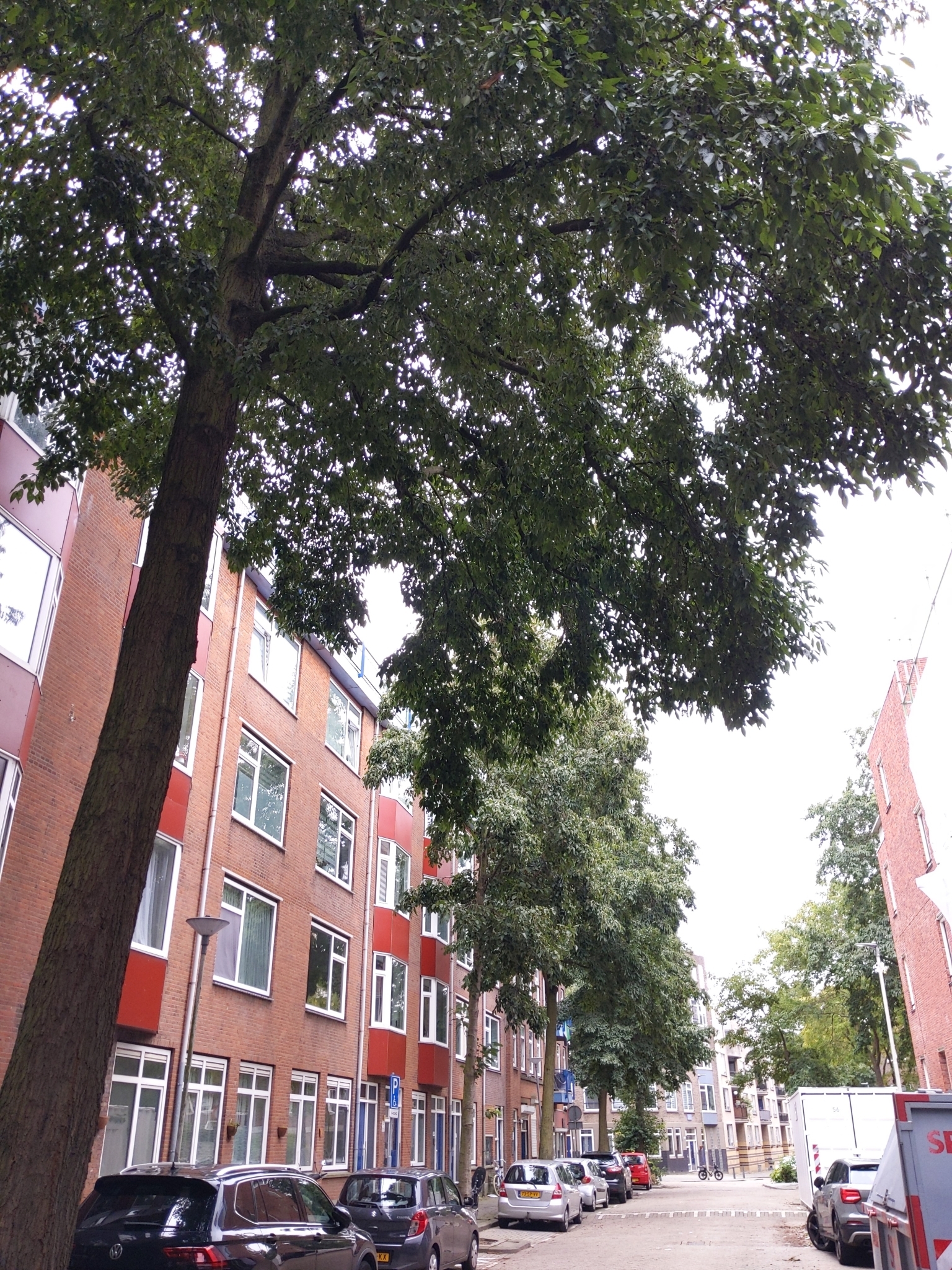 Foto van Grootbladige els