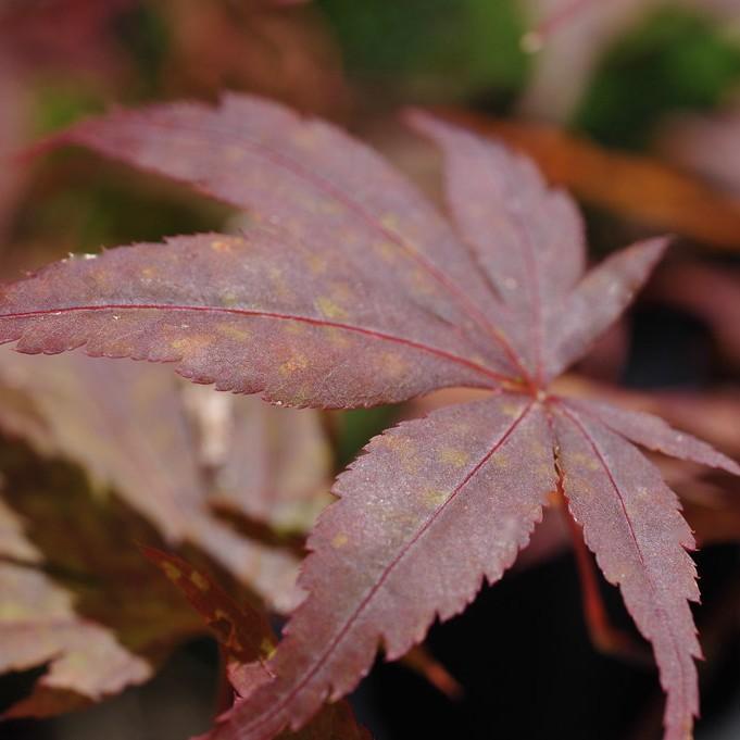 Foto van Vingerboom ‘Moonfire’
