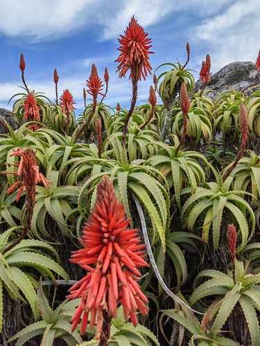 Foto van Kandelaar-aloë