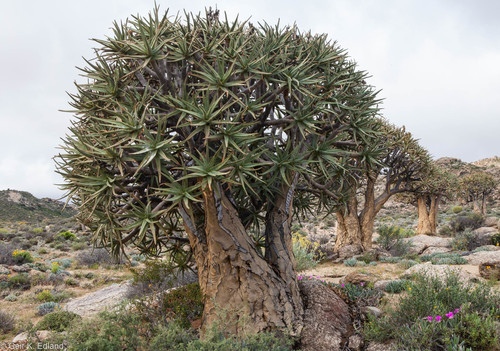 Foto van Kokerboom