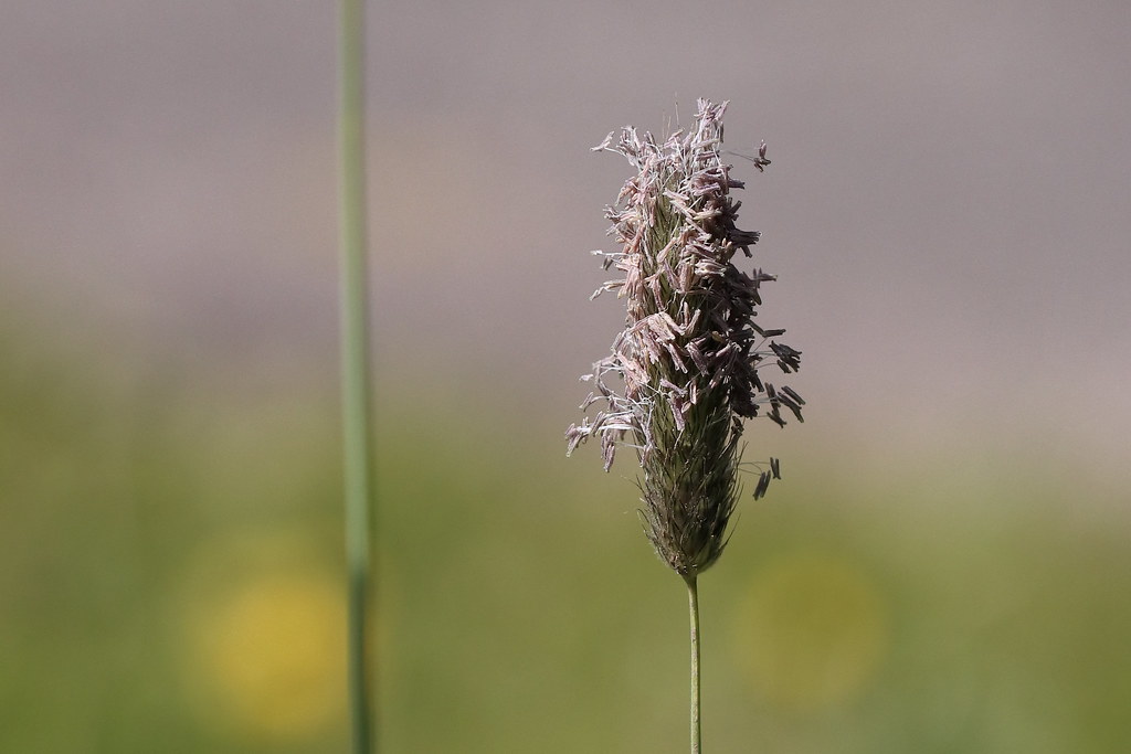 Foto van Grote vossenstaart