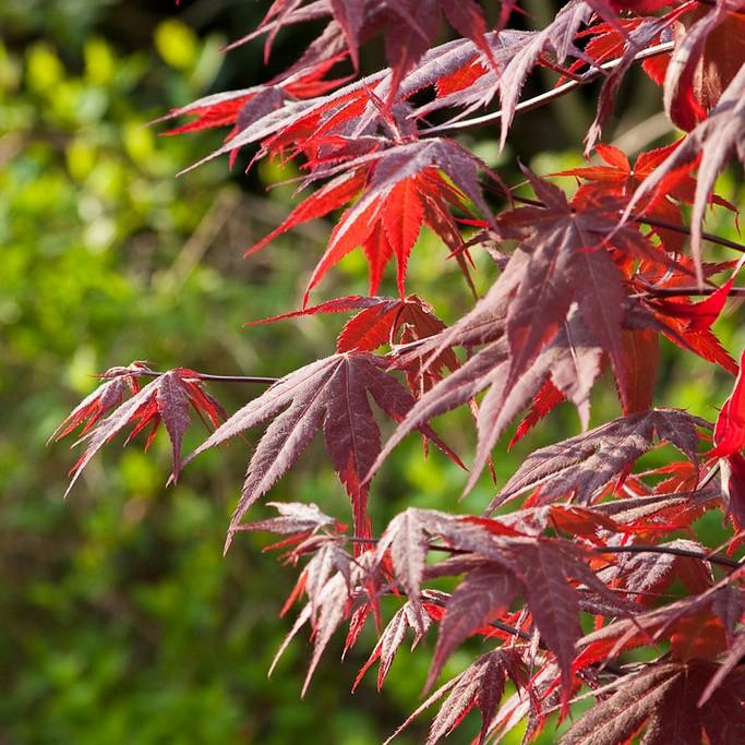 Foto van Japanse esdoorn ‘Okagami’