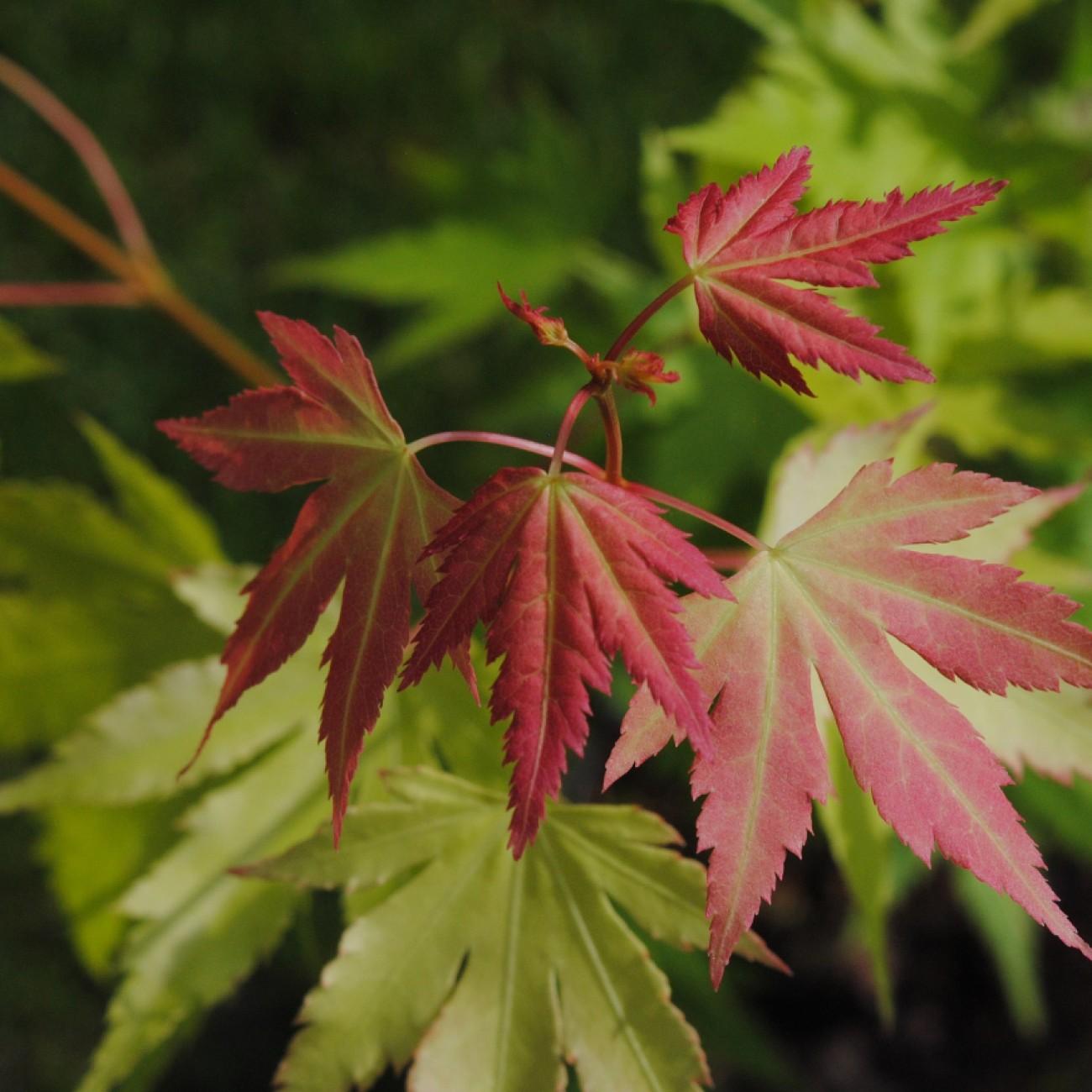 Foto van Japanse esdoorn ‘Orange Dream’