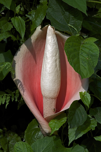Foto van Penisplant