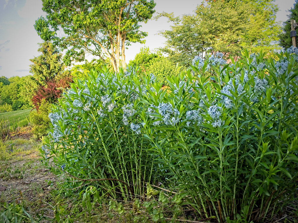 Foto van Stermaagdenpalm