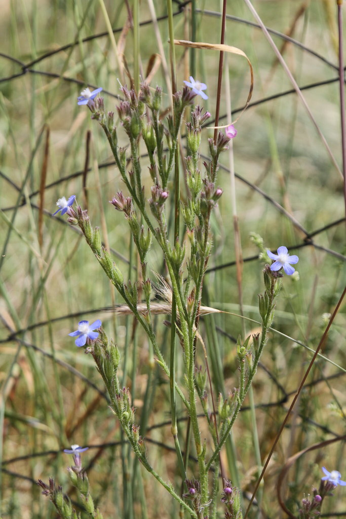 Foto van Blauwe ossentong