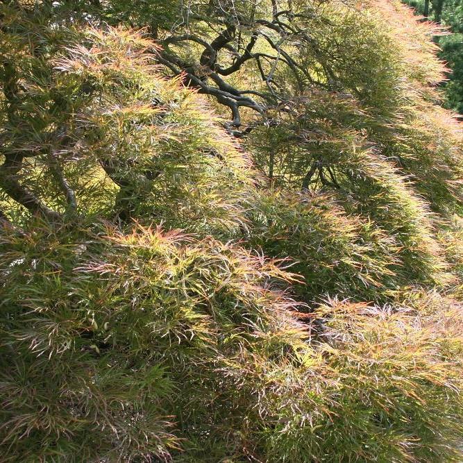 Foto van Japanse esdoorn ‘Ornatum’