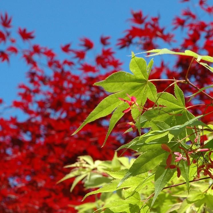 Foto van Japanse Esdoorn ‘Osakazuki’