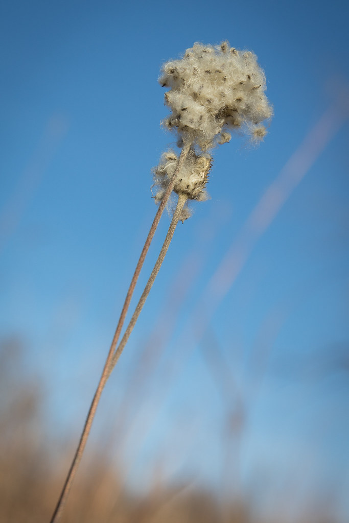 Foto van Kaarsanemoon