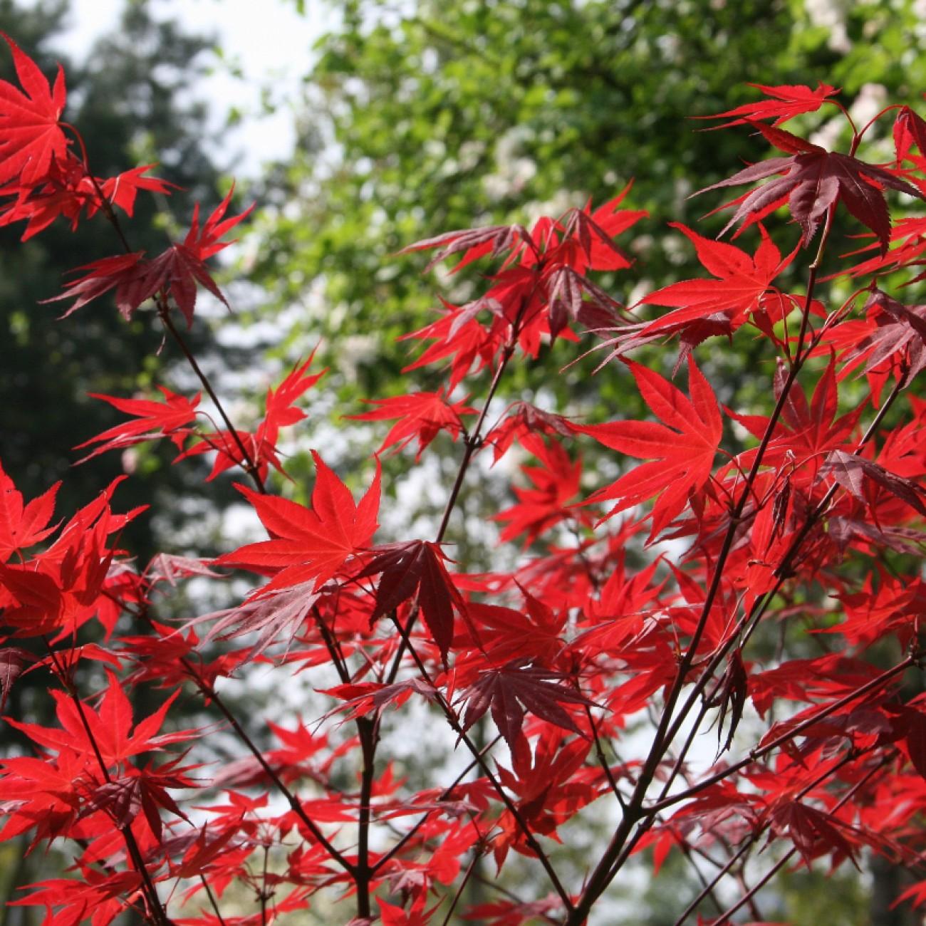 Foto van Japanse esdoorn ‘Oshio Beni’