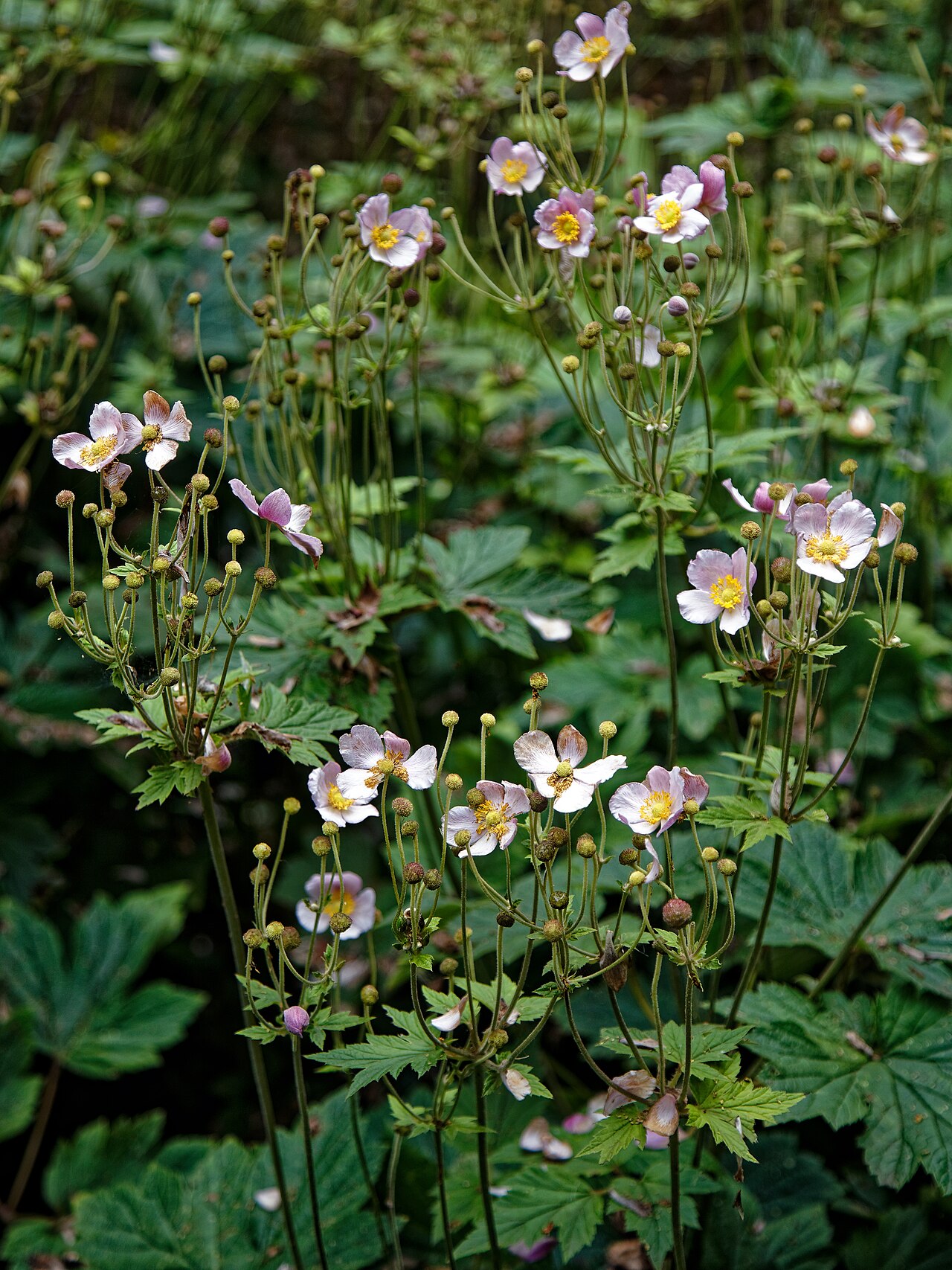 Foto van Japanse herfstanemoon ‘var. japonica’